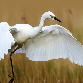 Somerset Wildlife Trust annual report