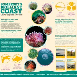 Somerset Wildlife Trust Coastal Appeal